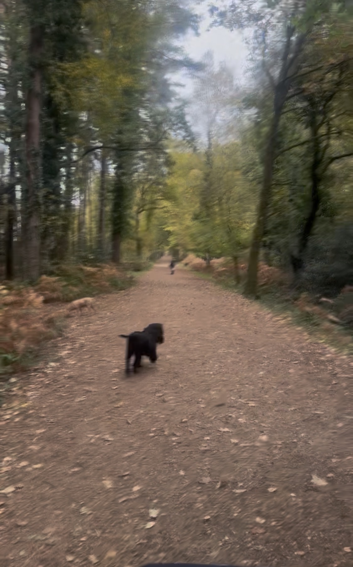 A black puppy running along a leaf-covered woodland trail