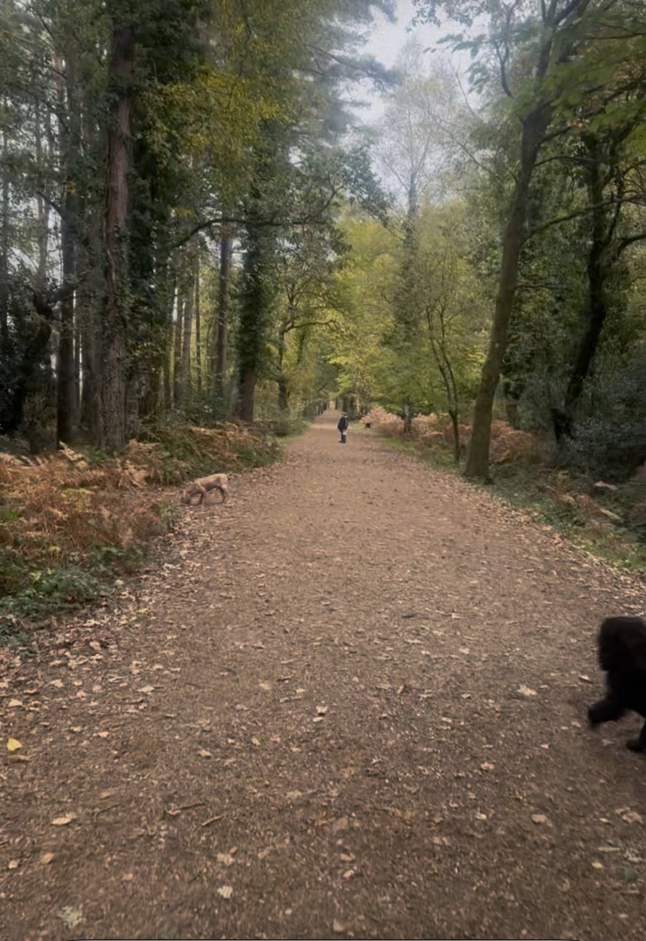 Forest walks from the doorstep