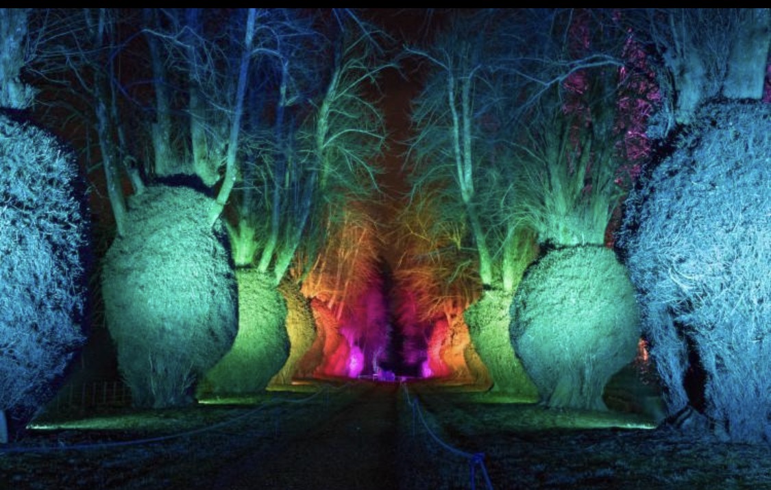 An avenue of pollarded trees at Kingston Lacy lit in bands of colour for a winter light event